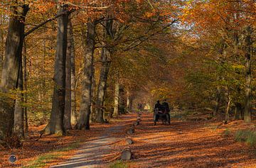 L'automne aux Pays-Bas ! sur Arnold Loorbach Photography