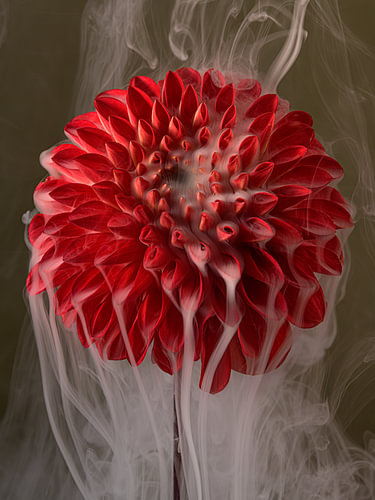 Botanical: Intangible lines – Red dahlia with smoke drifting across the petals by Marjolijn van den Berg