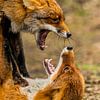 Fighting foxes Vulpes Vulpes sur Rob Smit