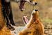 Vechtende vossen Vulpes vulpes van Rob Smit