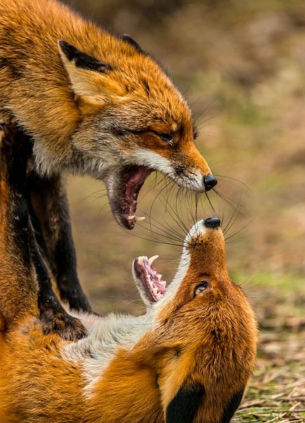 Vechtende vossen Vulpes vulpes van Rob Smit