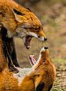 Vechtende vossen Vulpes vulpes van Rob Smit thumbnail