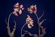 Tuin van gedroogde rembrandt tulpen van Karel Ham thumbnail