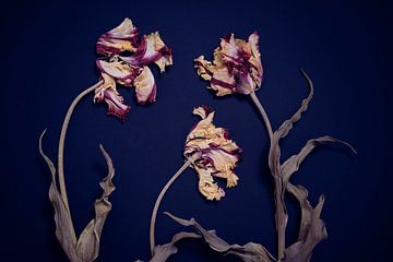 Tuin van gedroogde rembrandt tulpen van Karel Ham
