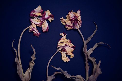 Garden of dried bramble tulips