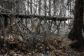 The forest by Faucon Alexis