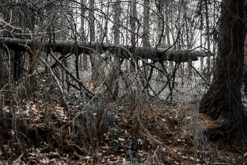 The forest by Faucon Alexis