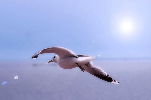 Seagull I