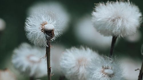 Soft textures in stillness