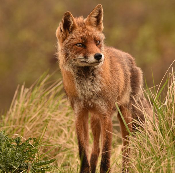 Vosje in de duinen van Marjolein van Middelkoop
