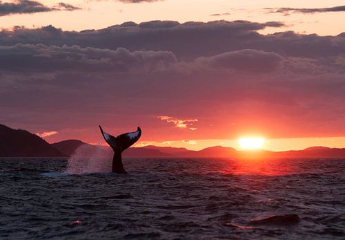 Humpback whale tail Sunset