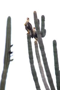 Caracara à Curacao