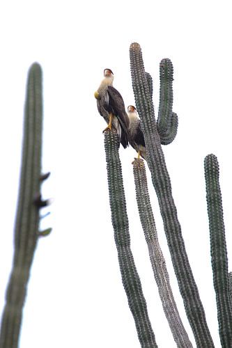 Caracara à Curacao
