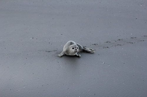Zeehondje op Ameland