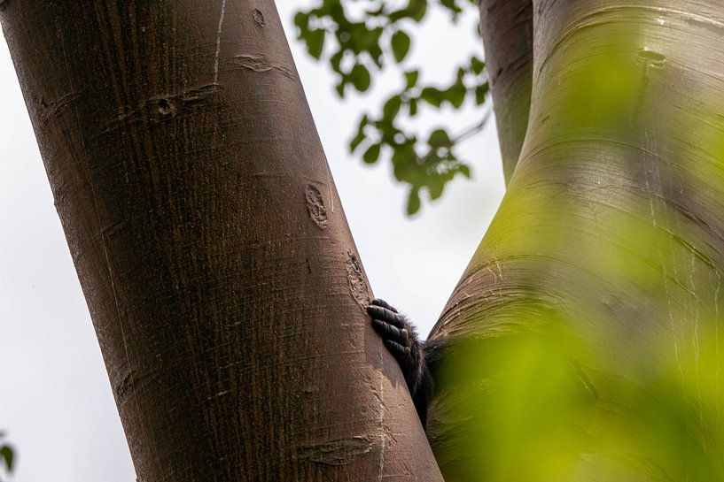 Hand of chimpanzee by Gerrit Aalvanger