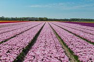 Tulpenfeld in Nordholland von Keesnan Dogger Fotografie Miniaturansicht
