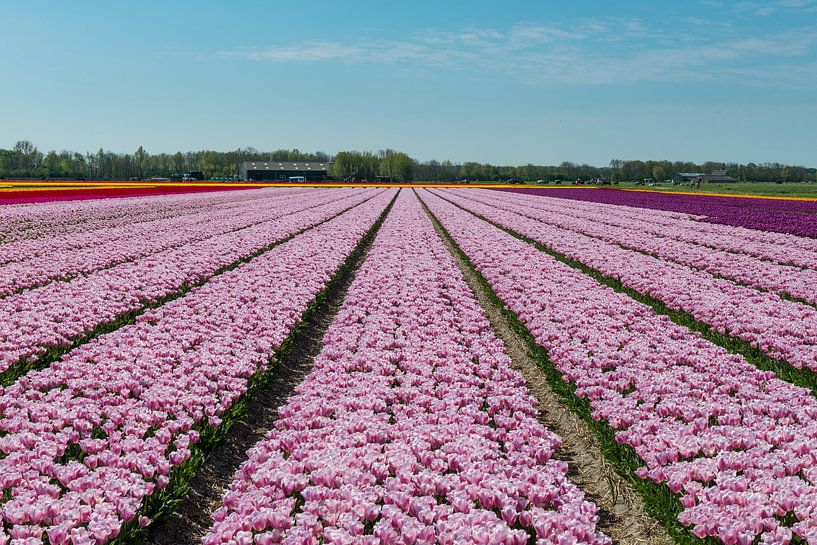 Tulpenfeld in Nordholland von Keesnan Dogger Fotografie