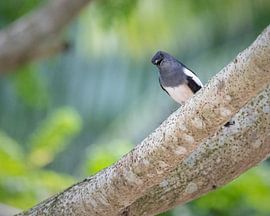 Singing Asian magpie