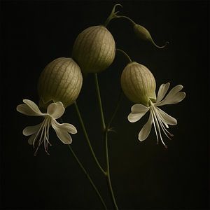Blaassiline