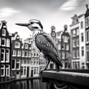 Oiseau à Amsterdam