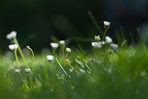 Madeliefjes in het gras van Dion de Bakker