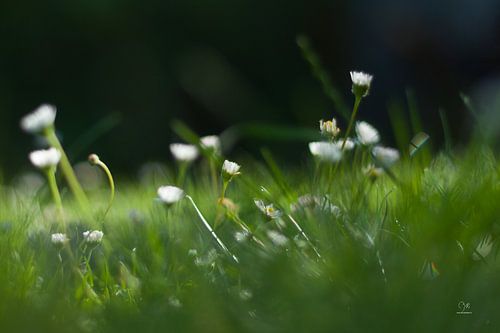 Madeliefjes in het gras