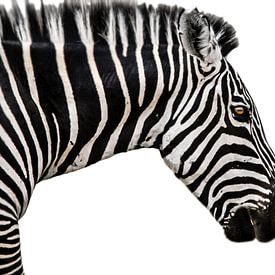 Zebra van Johnny van der Leelie
