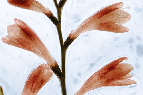 Montbretia en glace 2