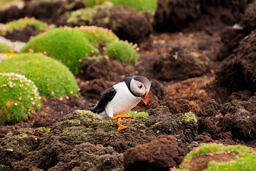 Puffin
