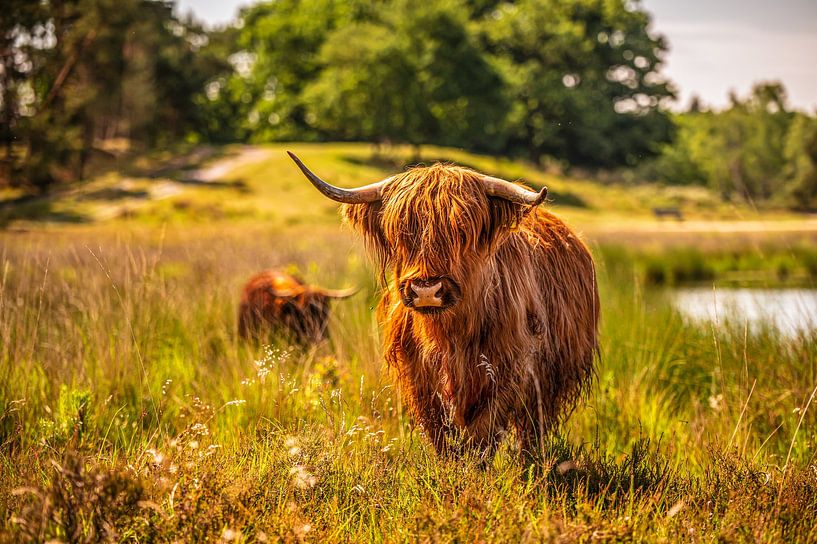 Schöne schottische Hochländer in der Natur van Bas Fransen