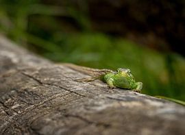 Sand lizard on tree stump by Carla van Zomeren
