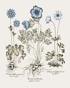Basilius Besler-Wildblüte violacea von finemasterpiece Miniaturansicht