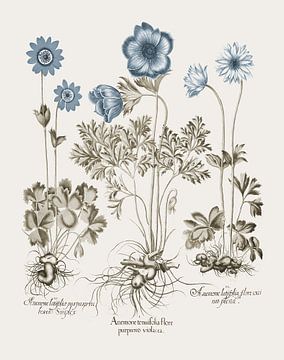 Basilius Besler-Wildbloemen violacea