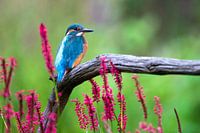 Kingfisher