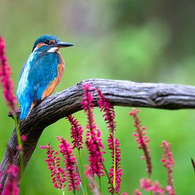 IJsvogel van Marjon Tigchelaar