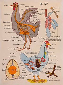 Huhn von Kurt Schraepen