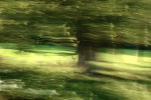 Dansende boom in de wind (ICM)