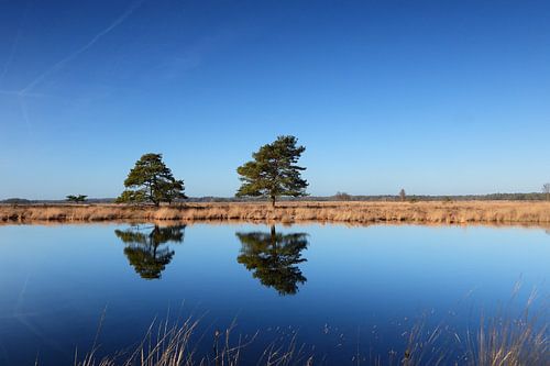 Arbres miroirs Champ de légumes