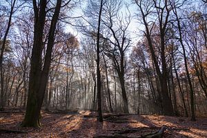 Berg en Dal, Nederland #1