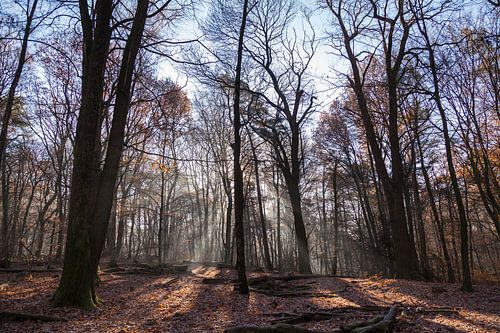 Berg en Dal, Nederland #1