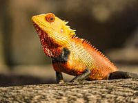 Orange Blizzard