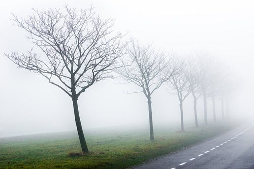 Foggy morning [2]