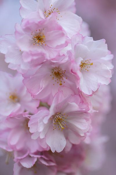 Les fleurs s'épanouissent par PeetMagneet