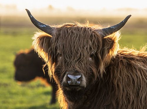 Hooglander in de mist.
