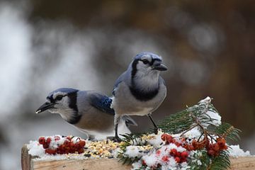 Blauwe gaaien bij de tuinvoeder van Claude Laprise