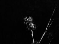 Bloem zwart-wit