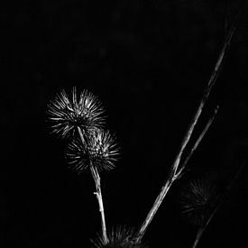 Flower black and white by Moniek Salomons