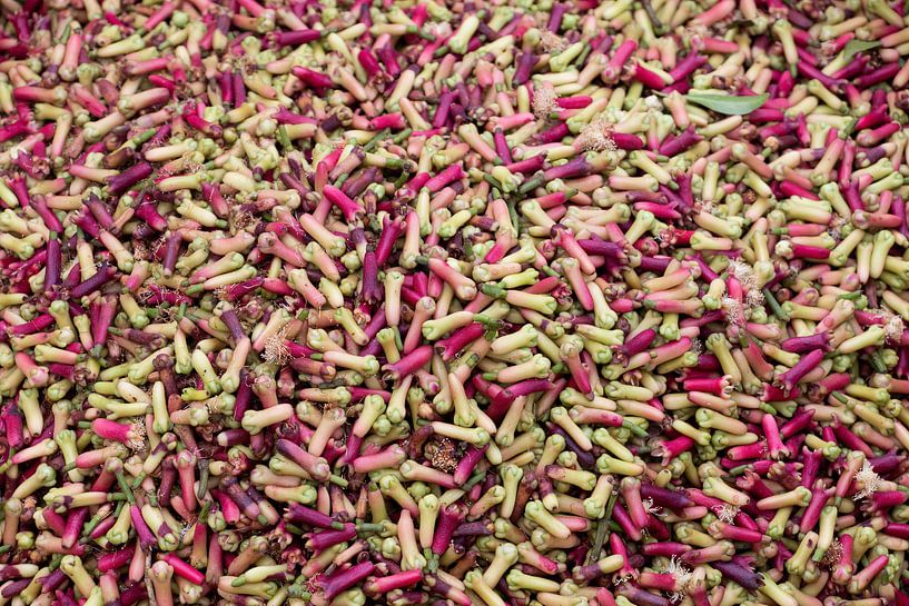 Clove by picsbyronenvief