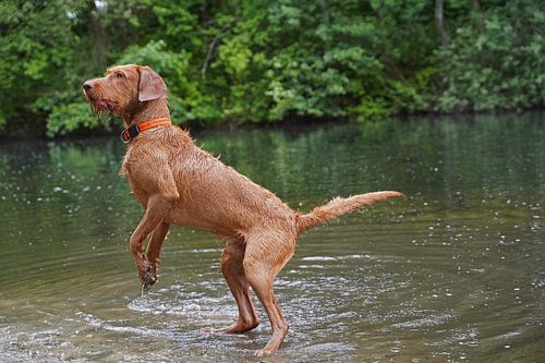 Waterspelletjes aan het meer met een bruine Magyar Vizsla ruwharige hond .