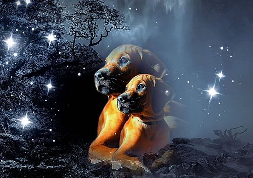 Rhodesische Ridgeback in de mist